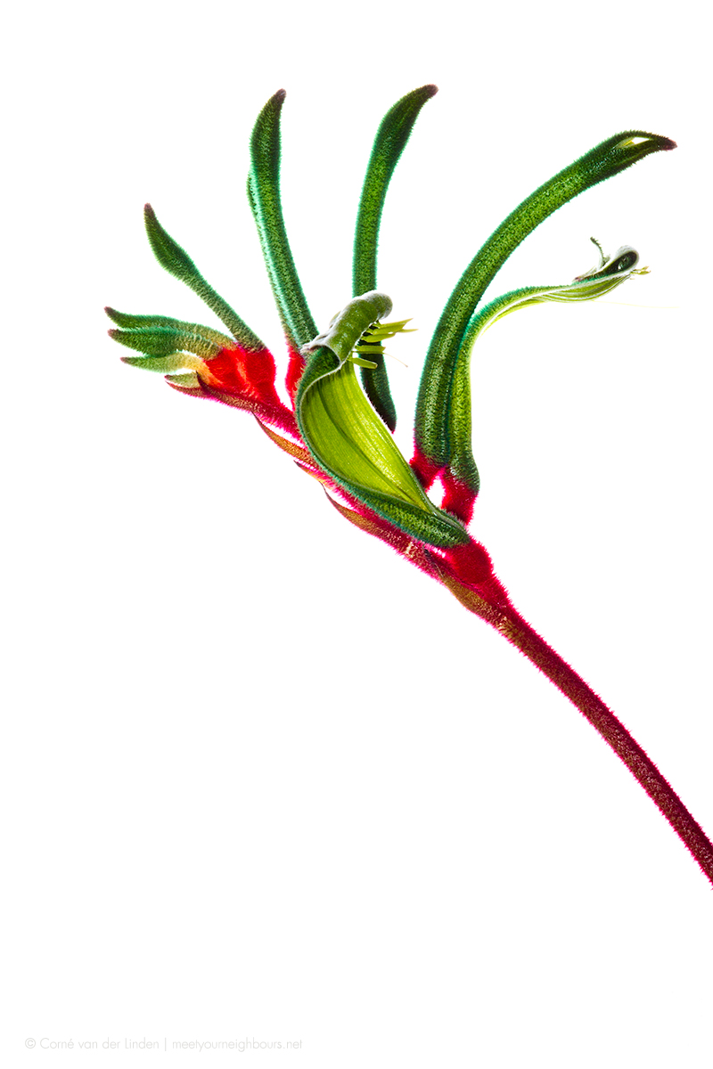 <!--Anigozanthos manglesii, Mangles kangaroo paw-->